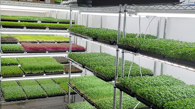 香港農場園藝場，花店，立體種植場，培植機構案例